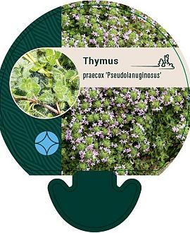 Thymus praecox 'Pseudolanuginosus' Pot 9 cm