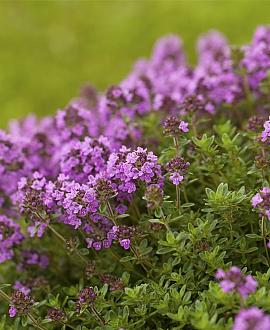 Thymus praecox 'Purple Beauty' Pot 9 cm