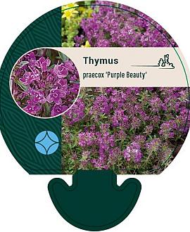 Thymus praecox 'Purple Beauty' Pot 9 cm