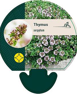 Thymus serpyllum Pot 9 cm