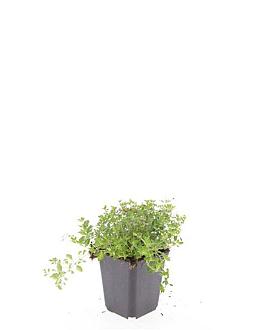 Thymus serpyllum Pot 9 cm