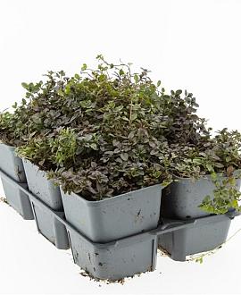 Thymus serpyllum Pot 9 cm
