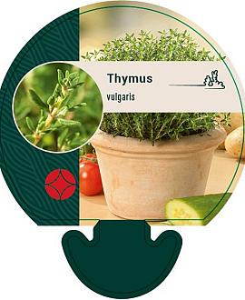 Thymus vulgaris Pot 9 cm