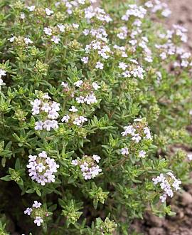 Thymus vulgaris Pot 9 cm