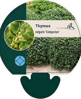 Thymus v. 'Compactus' Pot 9 cm