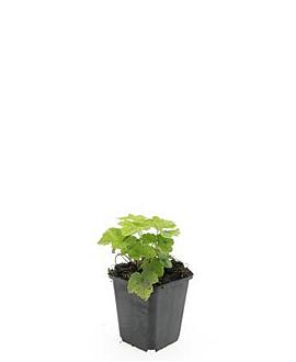 Tiarella cordifolia Pot 9 cm