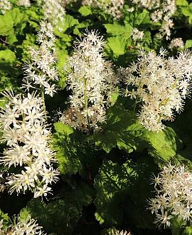 Tiarella cordifolia Pot 9 cm