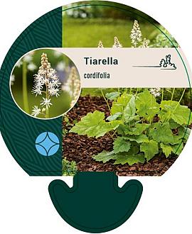 Tiarella cordifolia Pot 9 cm