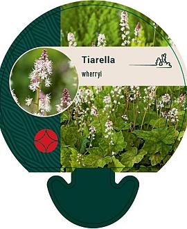 Tiarella wherryi Pot 9 cm