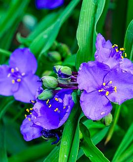 Tradescantia (A) 'Zwanenburg Blue' Pot 9 cm