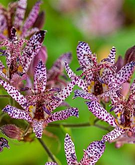 Tricyrtis formosana Pot 9 cm