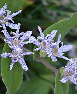 Tricyrtis hirta Pot 9 cm