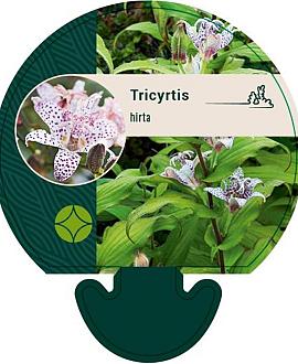 Tricyrtis hirta Pot 9 cm