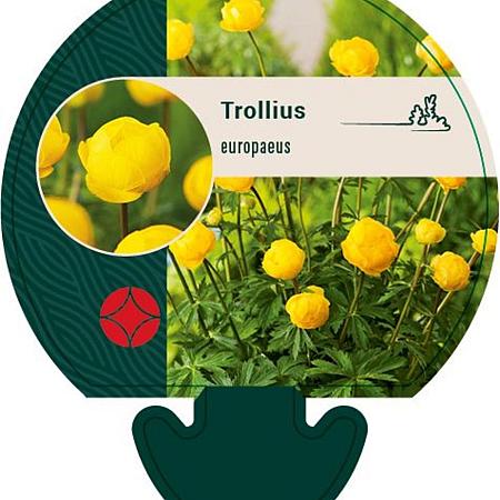 Trollius europaeus Pot 9 cm