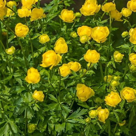 Trollius europaeus Pot 9 cm