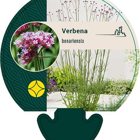 Verbena bonariensis Pot 9 cm