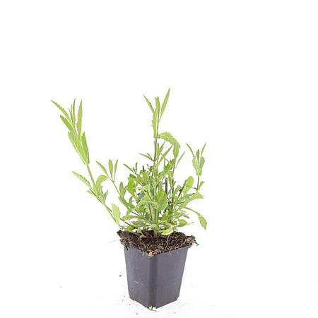 Verbena bonariensis Pot 9 cm