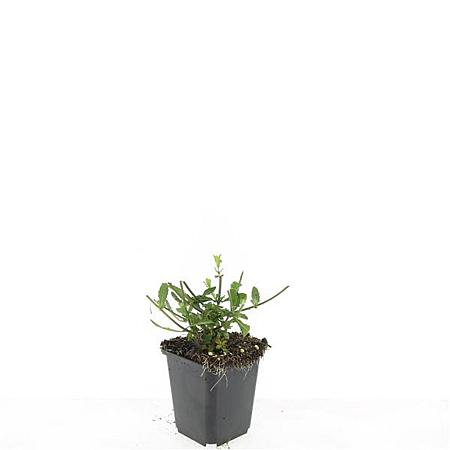 Verbena bonariensis Pot 9 cm