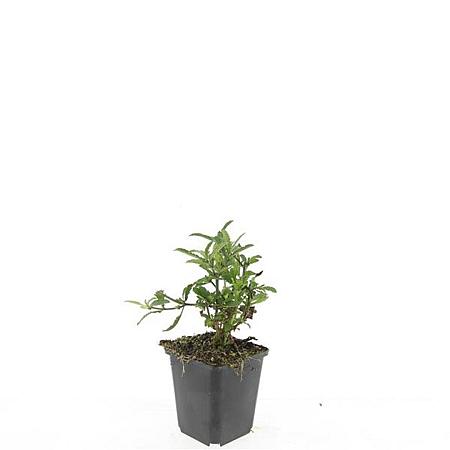 Verbena bonariensis Pot 9 cm