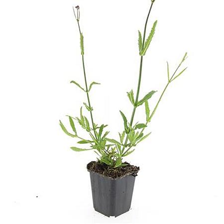 Verbena bonariensis Pot 9 cm