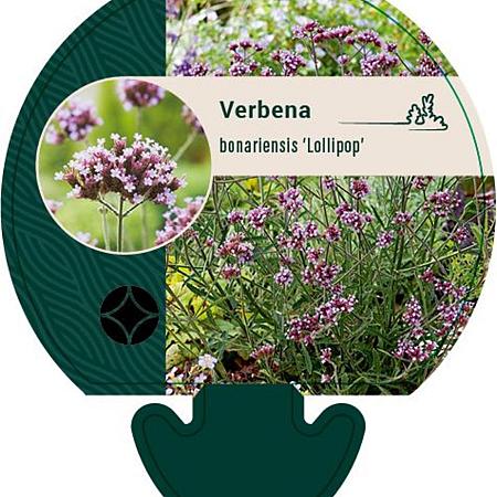 Verbena bon. 'Lollipop' Pot 9 cm