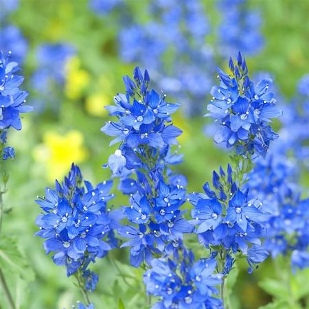 Veronica austr. 'Knallblau' Pot 9 cm