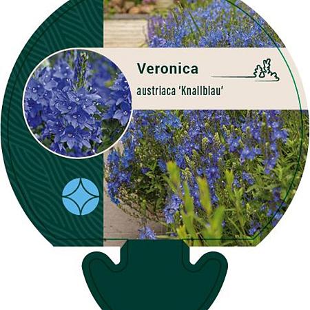 Veronica austr. 'Knallblau' Pot 9 cm