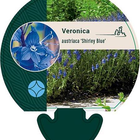 Veronica austr. 'Shirley Blue' Pot 9 cm
