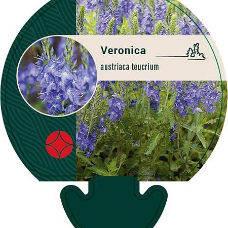 Veronica austriaca teucrium Pot 9 cm