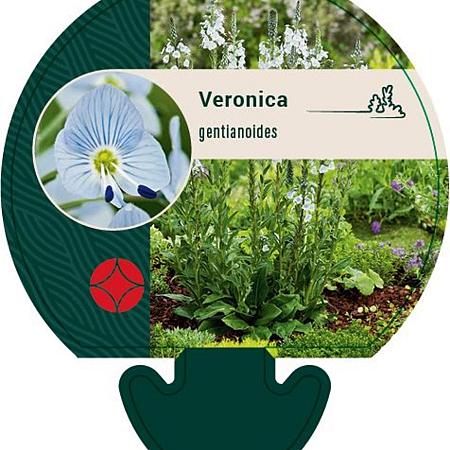 Veronica gentianoides Pot 9 cm