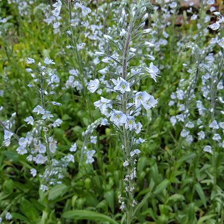 Veronica gentianoides Pot 9 cm