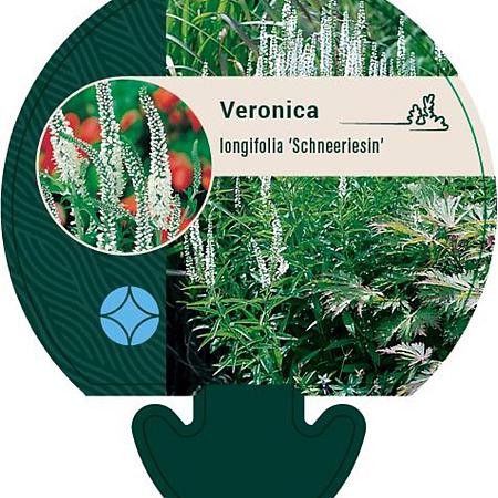 Veronica longif. 'Schneeriesin' Pot 9 cm