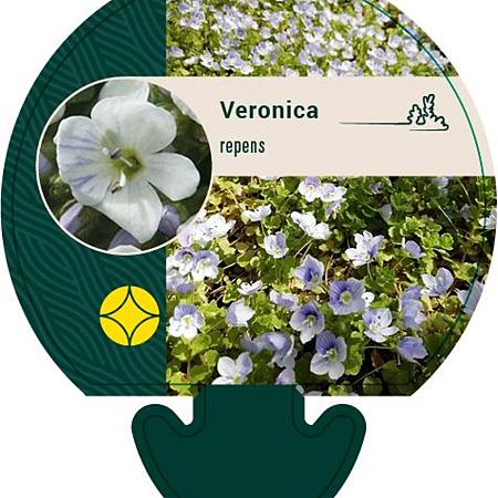 Veronica repens Pot 9 cm
