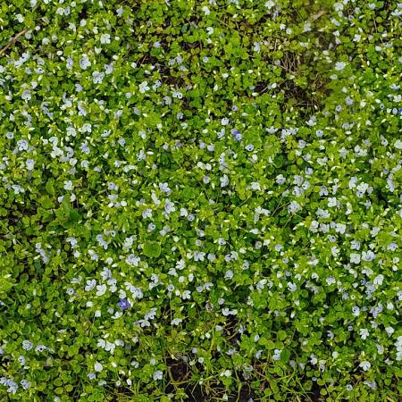 Veronica repens Pot 9 cm