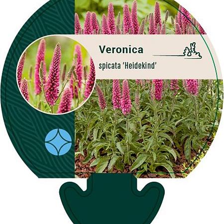 Veronica spic. 'Heidekind' Pot 9 cm