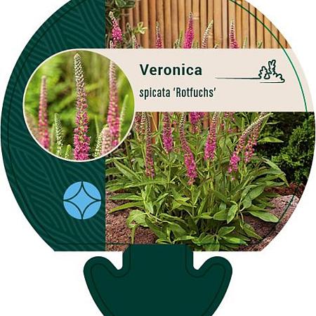 Veronica spic. 'Rotfuchs' Pot 9 cm