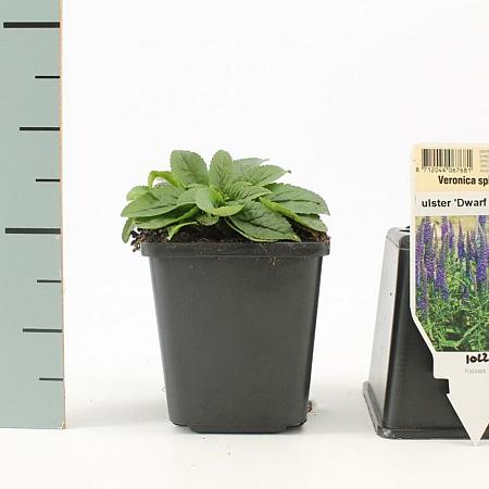 Veronica spic. 'Ulster Dwarf Blue' Pot 9 cm