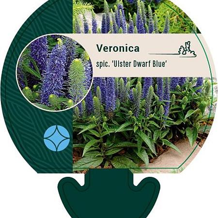 Veronica spic. 'Ulster Dwarf Blue' Pot 9 cm
