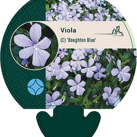 Viola (C) 'Boughton Blue' Pot 9 cm