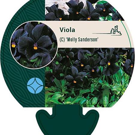Viola (C) 'Molly Sanderson' Pot 9 cm