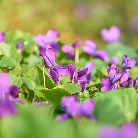 Viola odorata 'Königin Charlotte' Pot 9 cm
