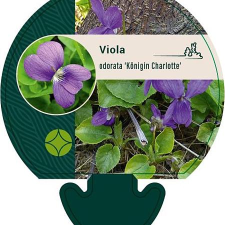 Viola odorata 'Königin Charlotte' Pot 9 cm