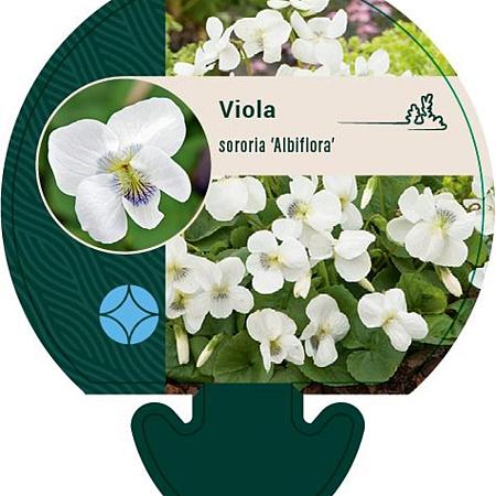 Viola sororia 'Albiflora' Pot 9 cm