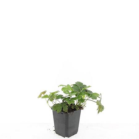 Waldsteinia ternata Pot 9 cm