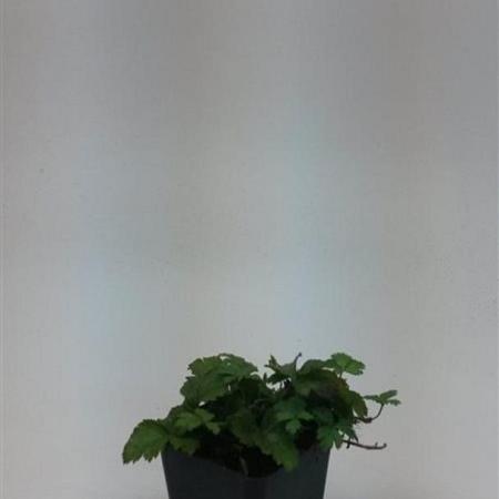 Waldsteinia ternata Pot 9 cm