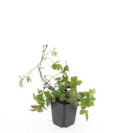 Waldsteinia ternata Pot 9 cm