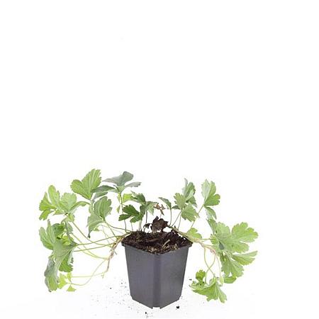 Waldsteinia ternata Pot 9 cm
