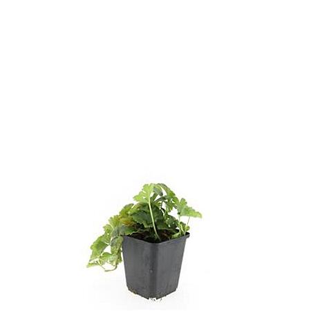 Waldsteinia ternata Pot 9 cm