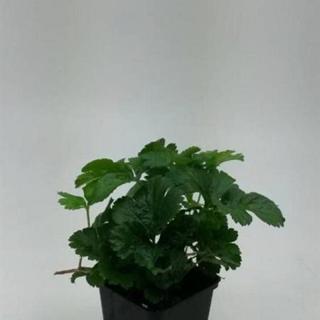 Waldsteinia ternata Pot 9 cm