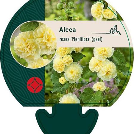 Alcea rosea 'Pleniflora' (geel) Pot 9 cm
